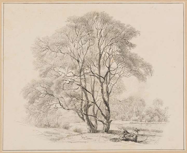 Study of Two Trees by a Lake or Pond